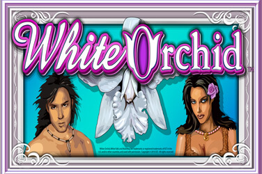 White Orchid